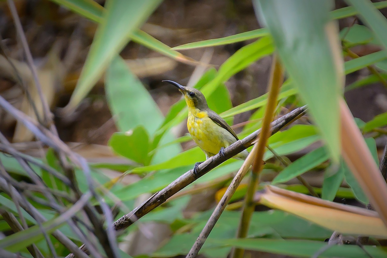 birds yellow cute free photo