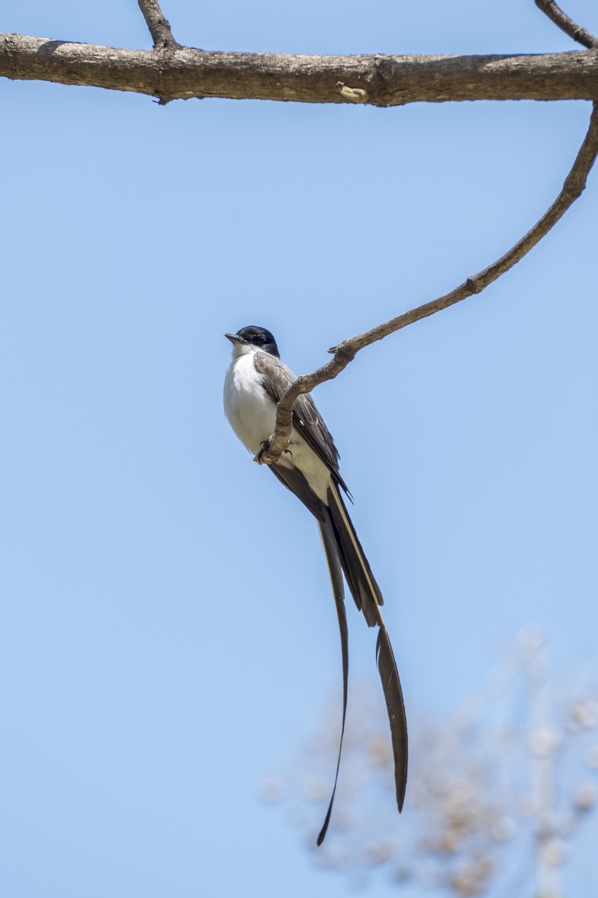 birds nature wildlife free photo