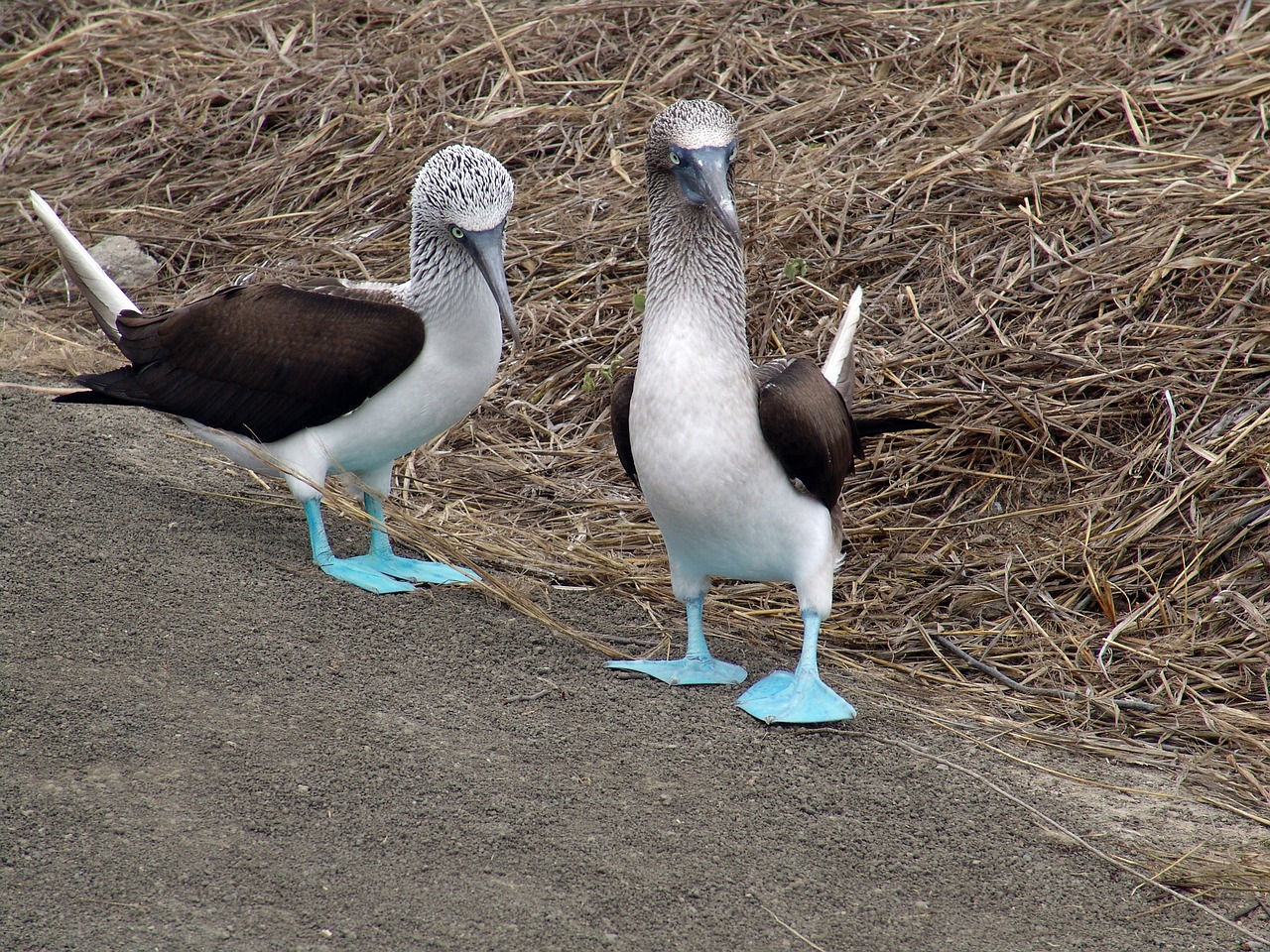 birds wild life animalia free photo