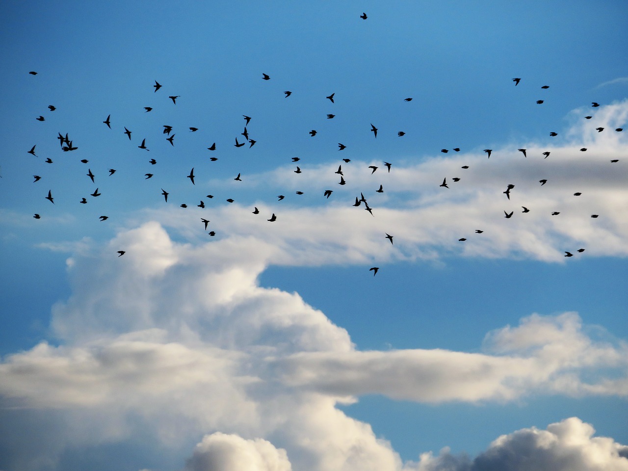 birds sky air free photo