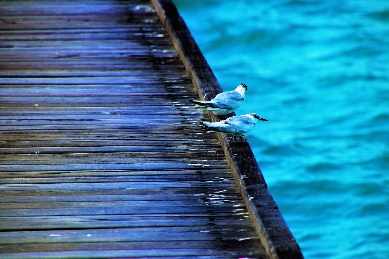 birds water the pier free photo