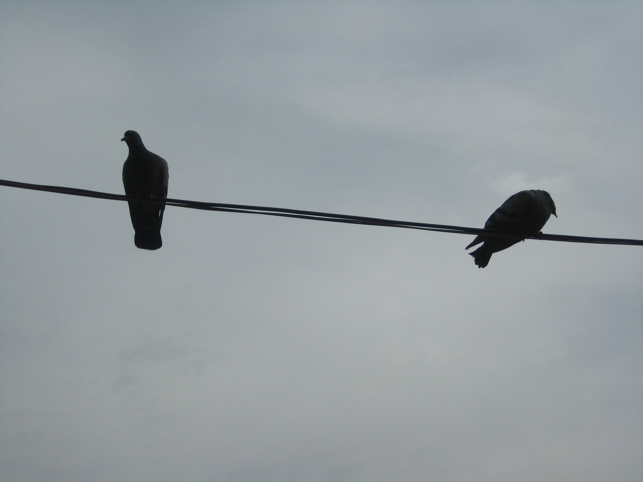 birds bird on a wire wing free photo