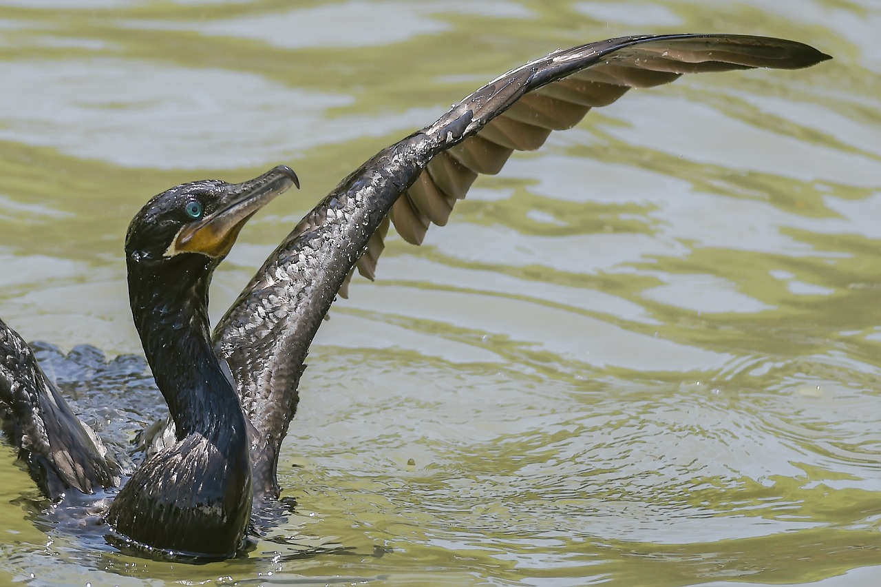 birds wildlife body of water free photo