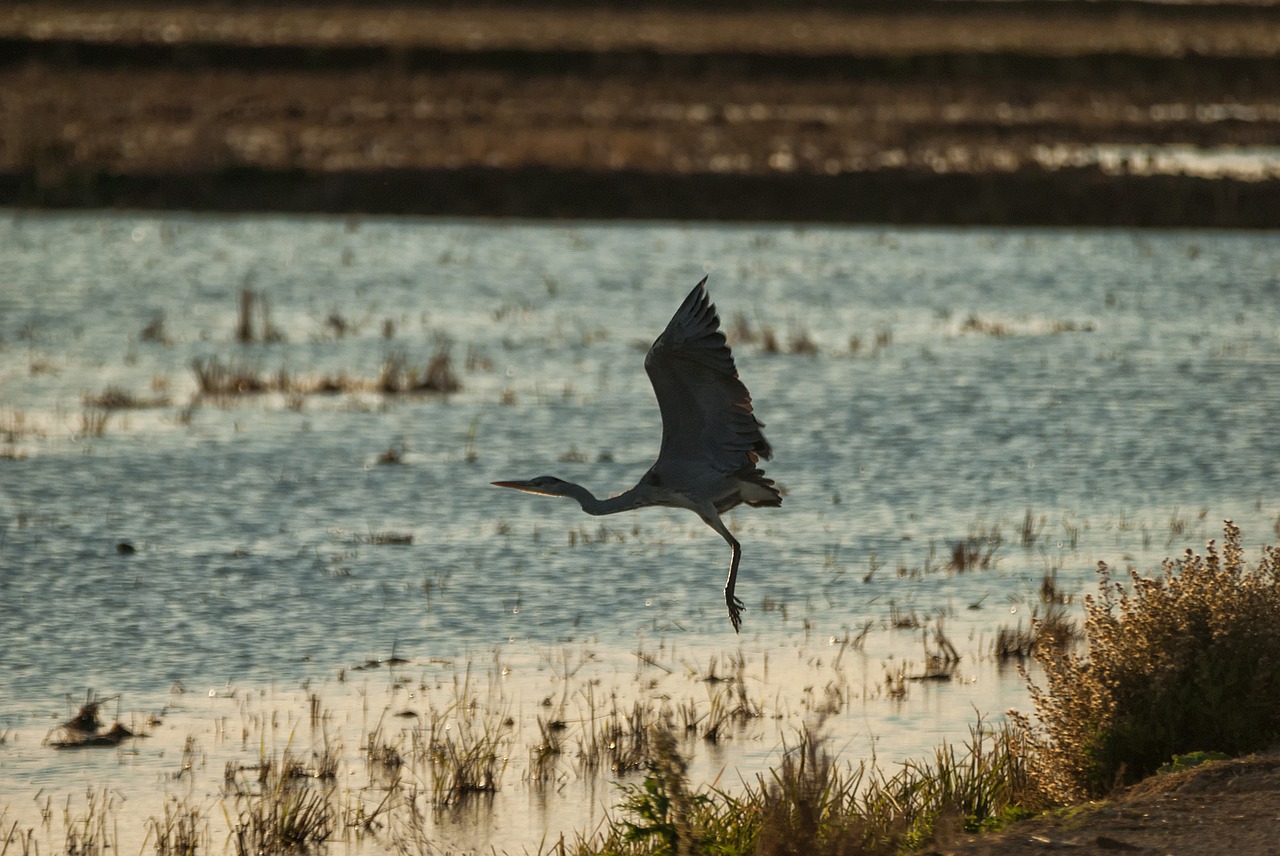 birds body of water nature free photo