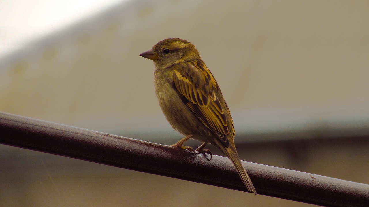 birds nature little free photo