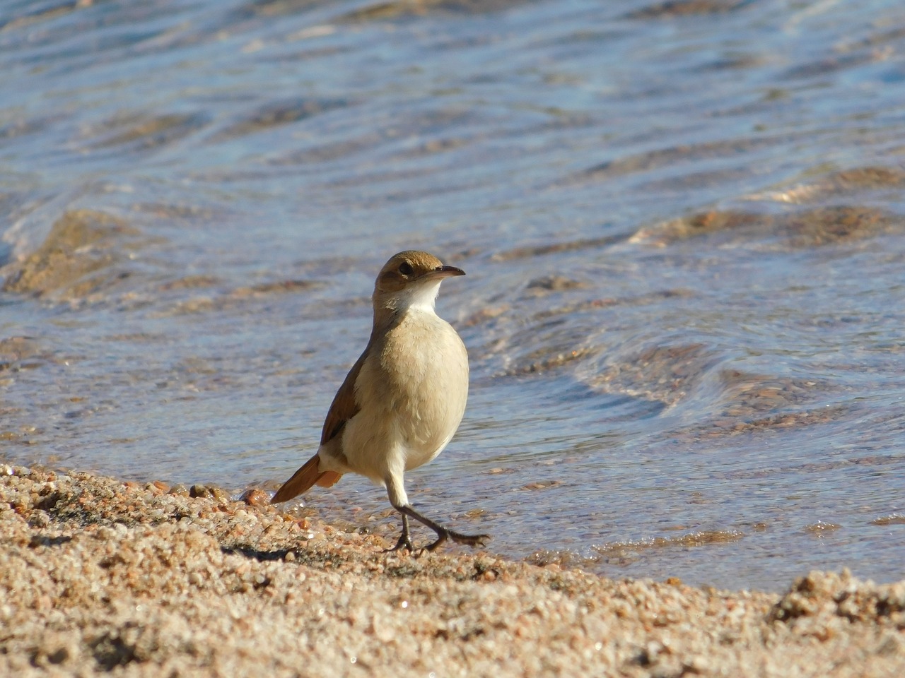 birds wild life nature free photo