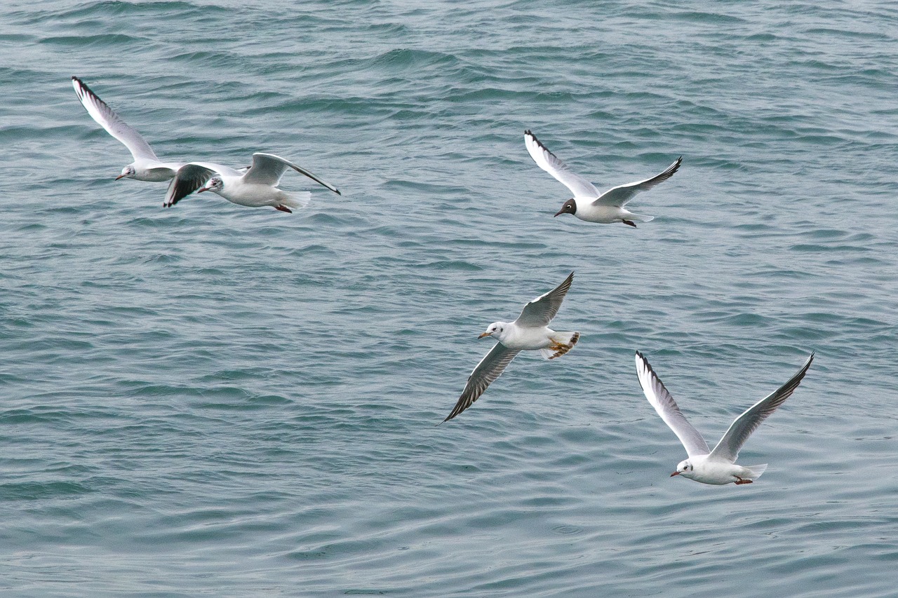 birds seagull nature free photo