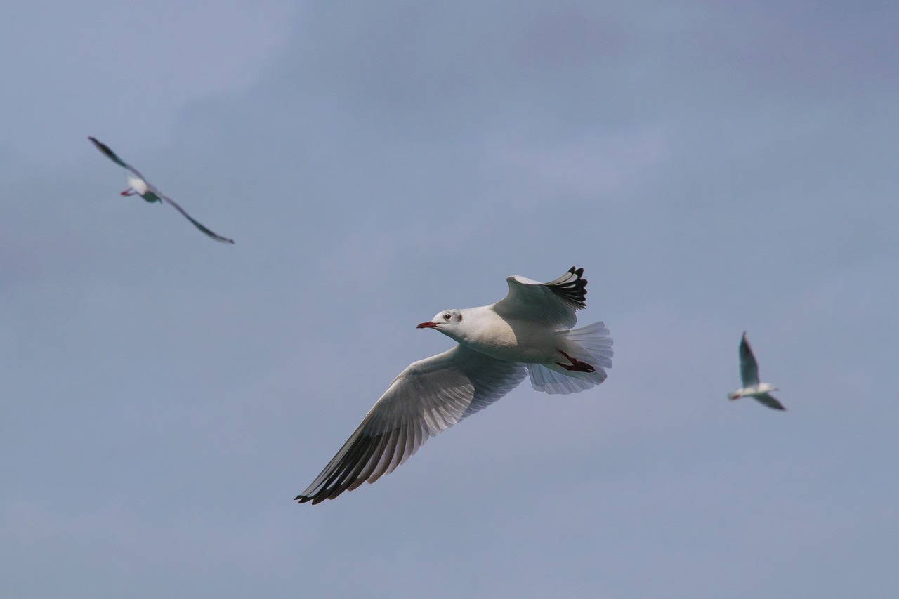 birds flight seagull free photo