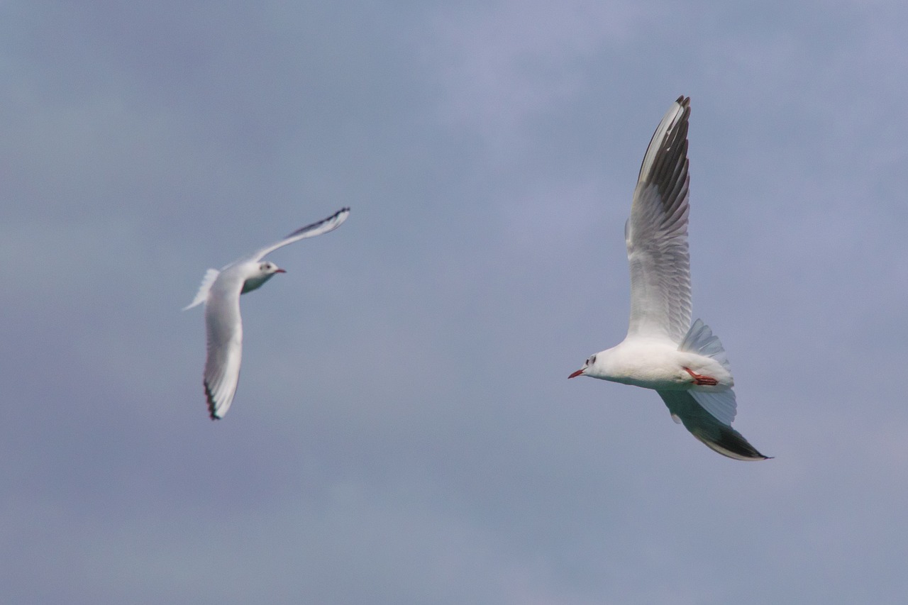 birds seagull flight free photo