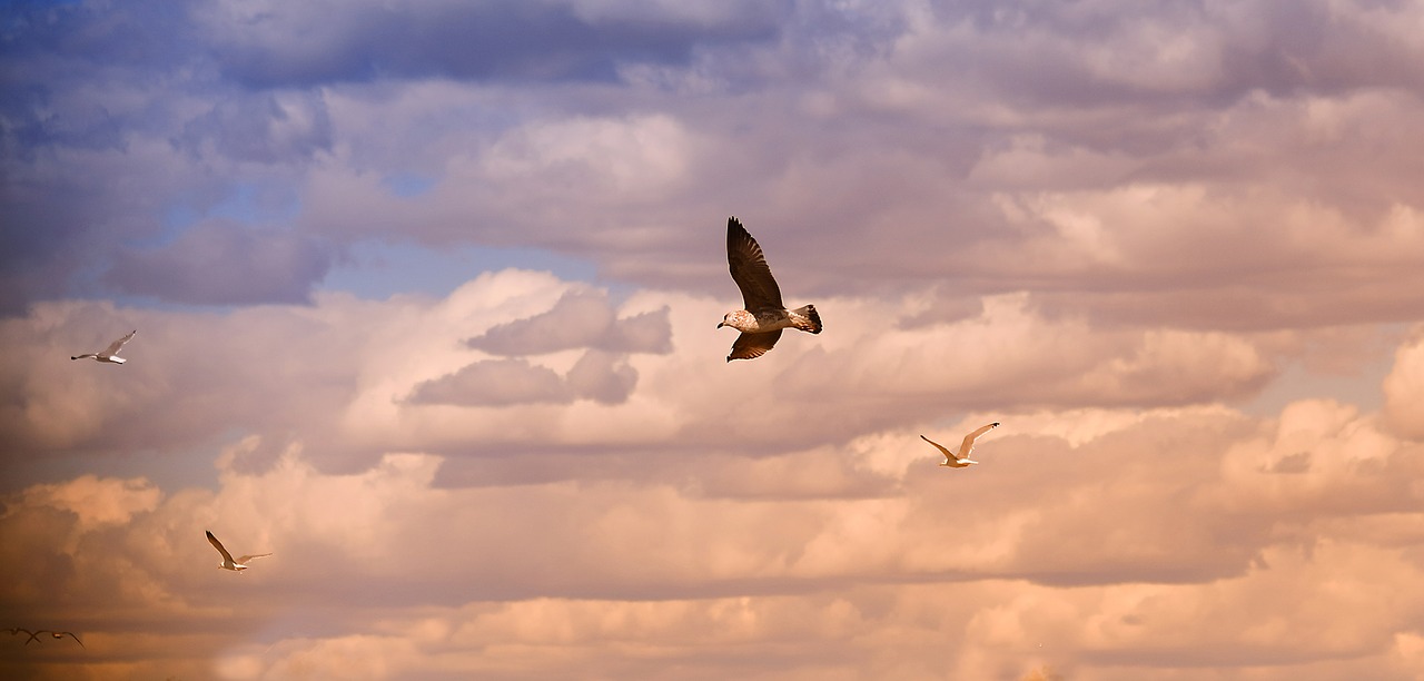 birds seagull flight free photo