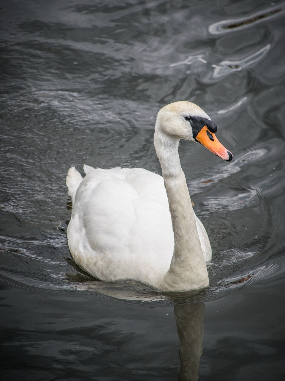 birds a white swan water-level free photo