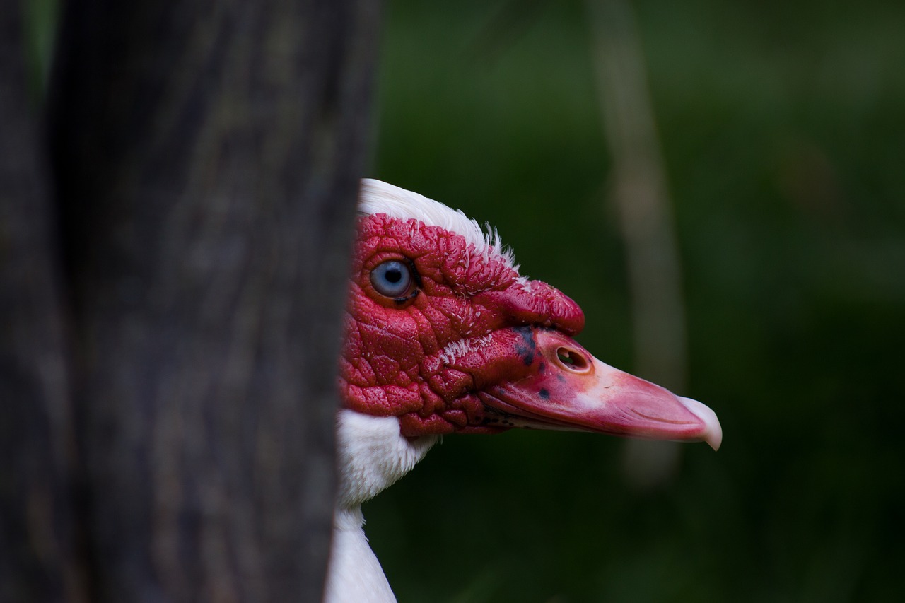 birds nature wild life free photo