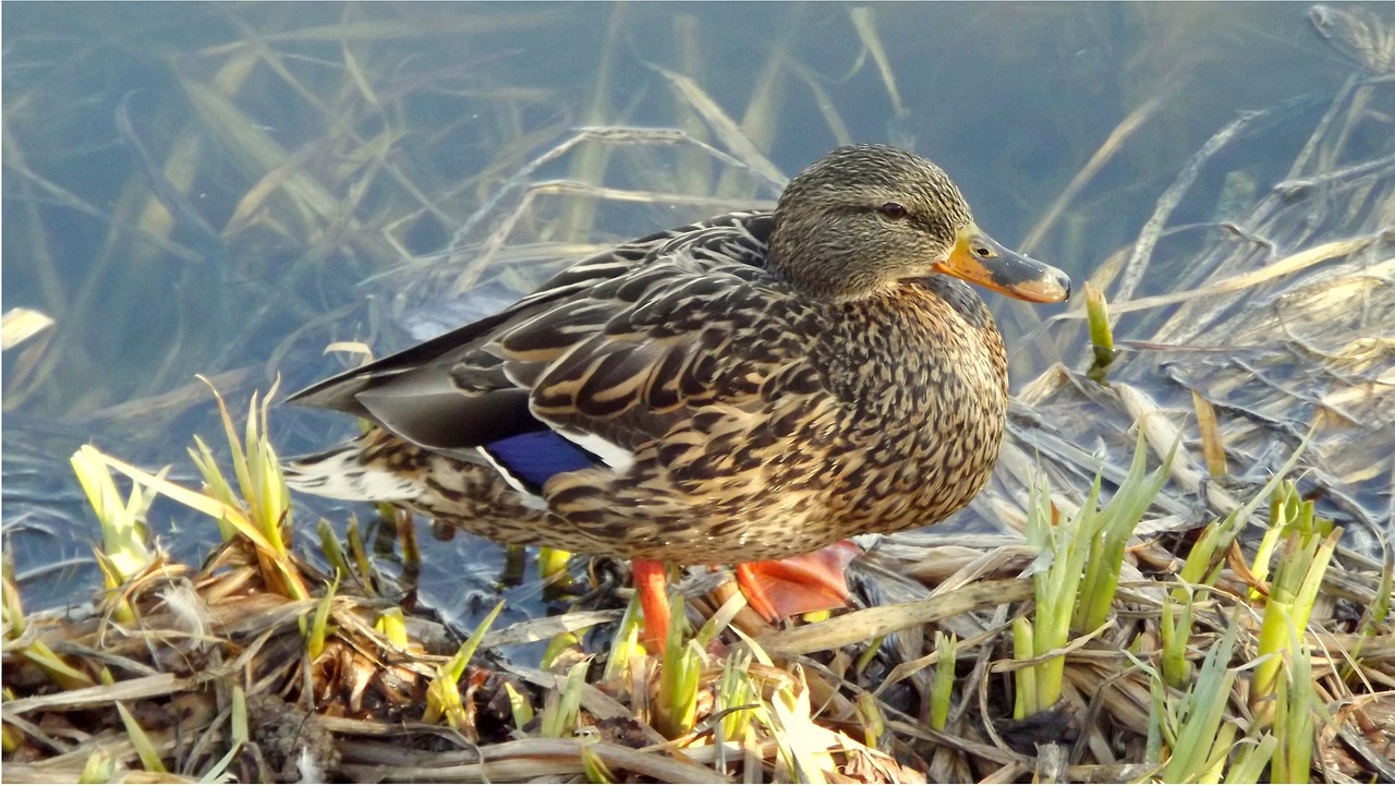 birds nature animals free photo