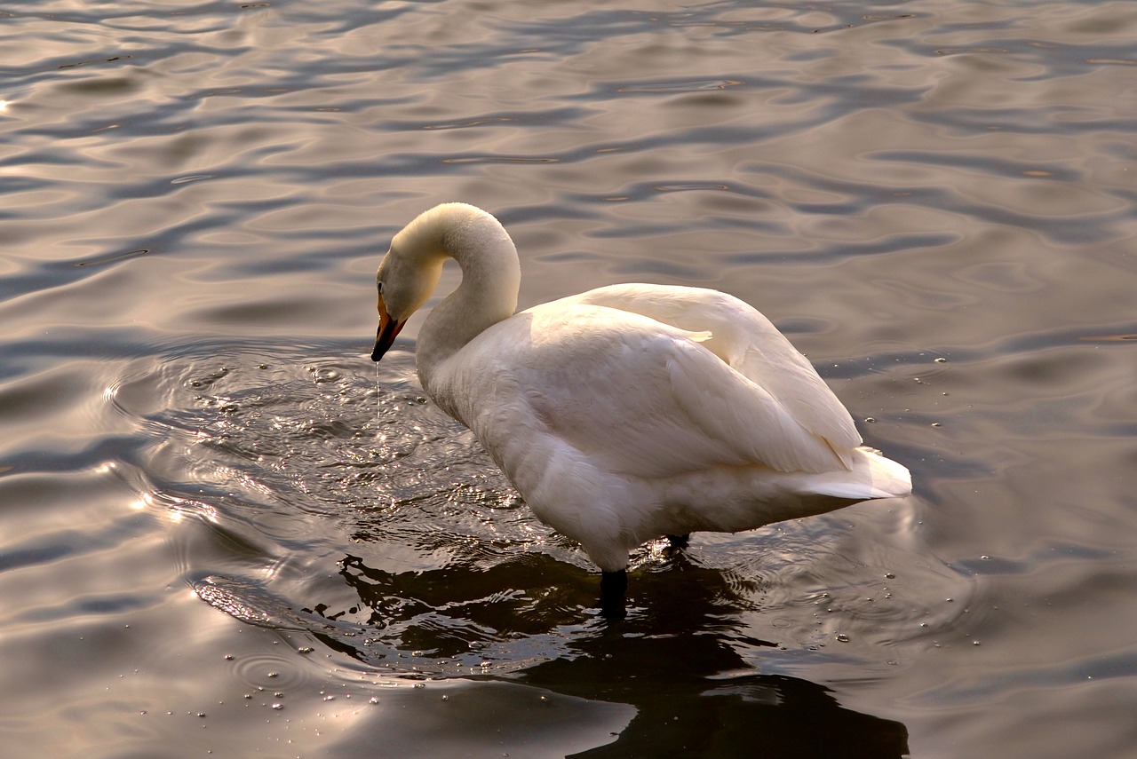 birds body of water lake free photo