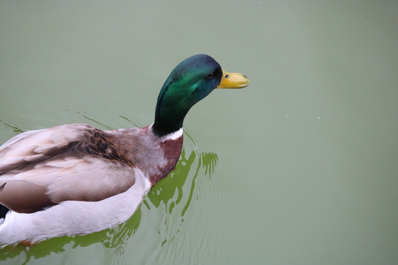 birds duck wildlife free photo