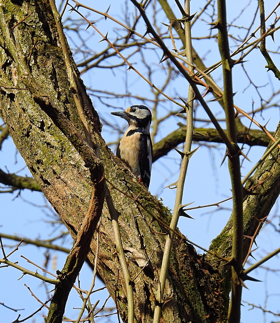 birds nature tree free photo