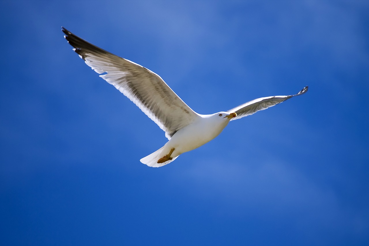 birds nature seagull free photo