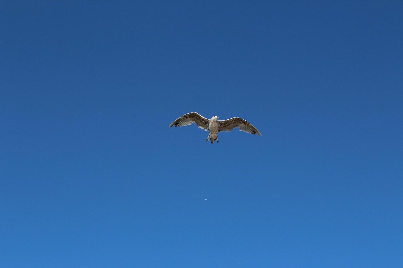 birds nature blue sky free photo