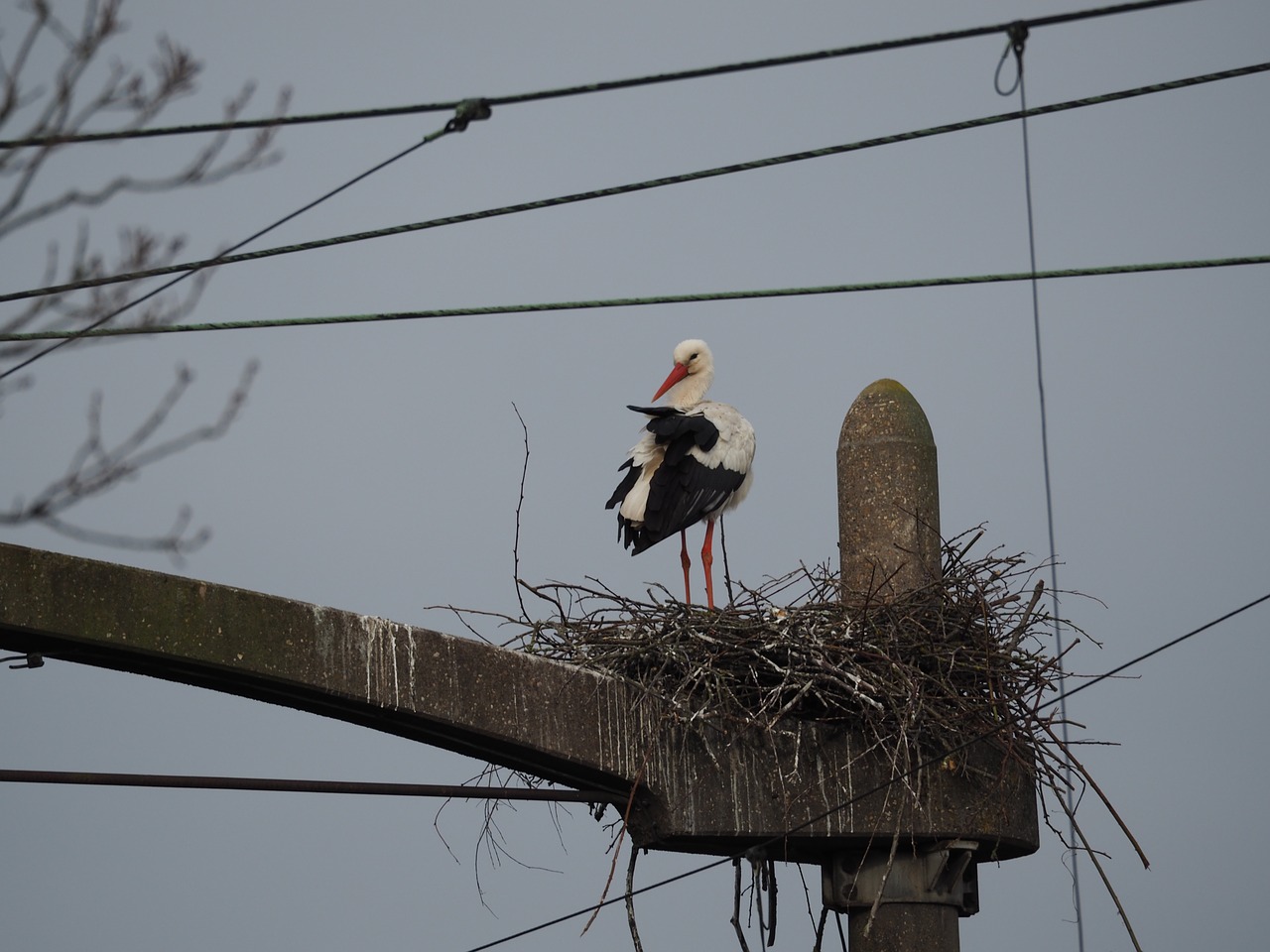 birds outdoor wildlife free photo