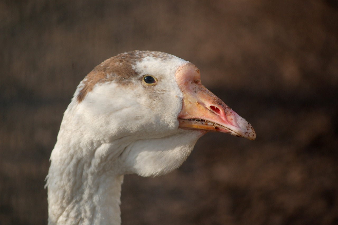 birds animals goose free photo