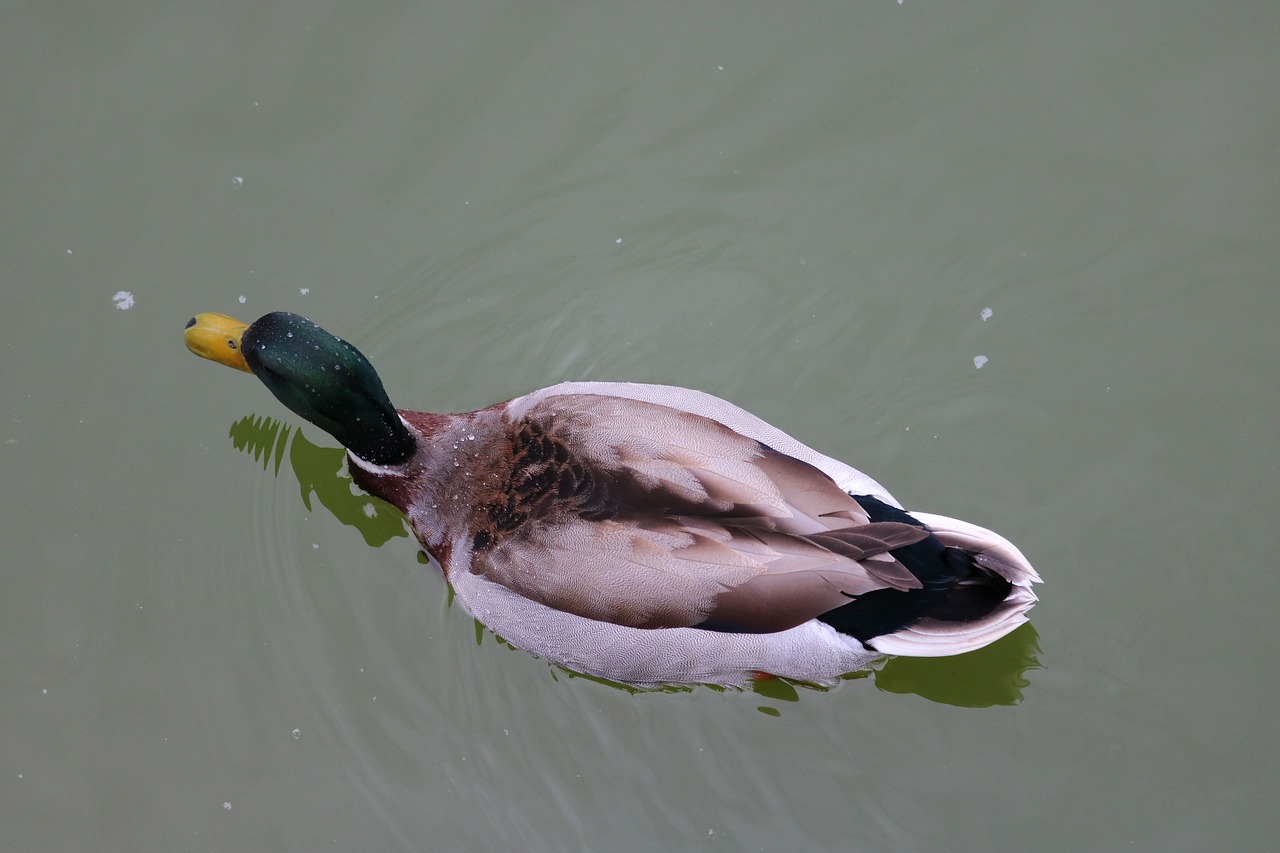 birds wildlife body of water free photo