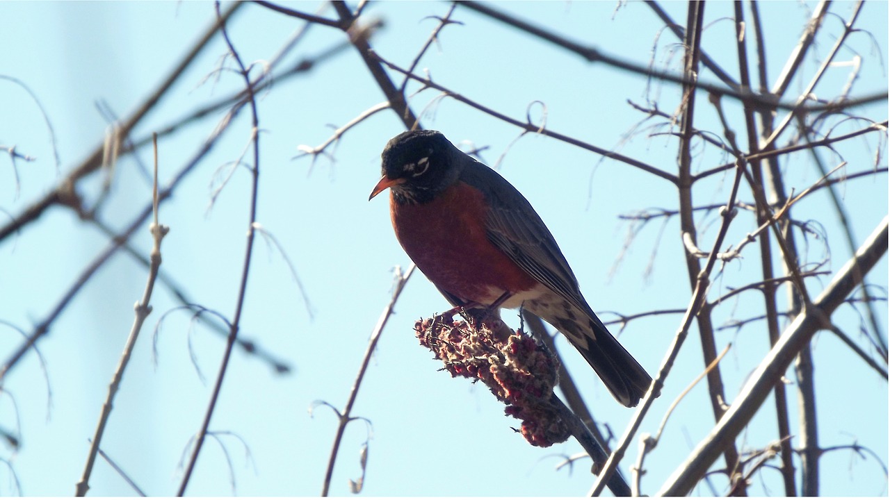 birds nature drozd free photo