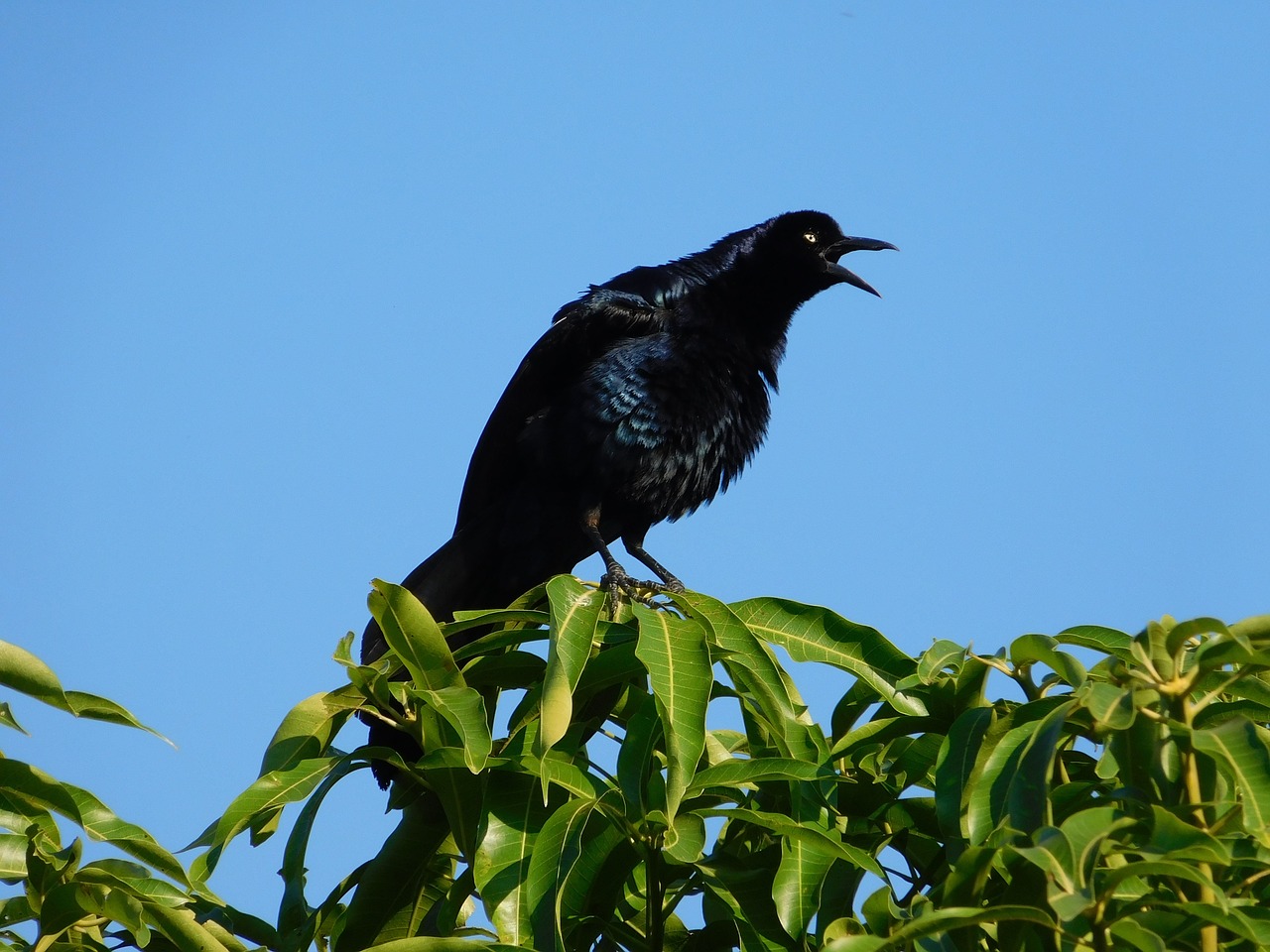 birds nature wild life free photo