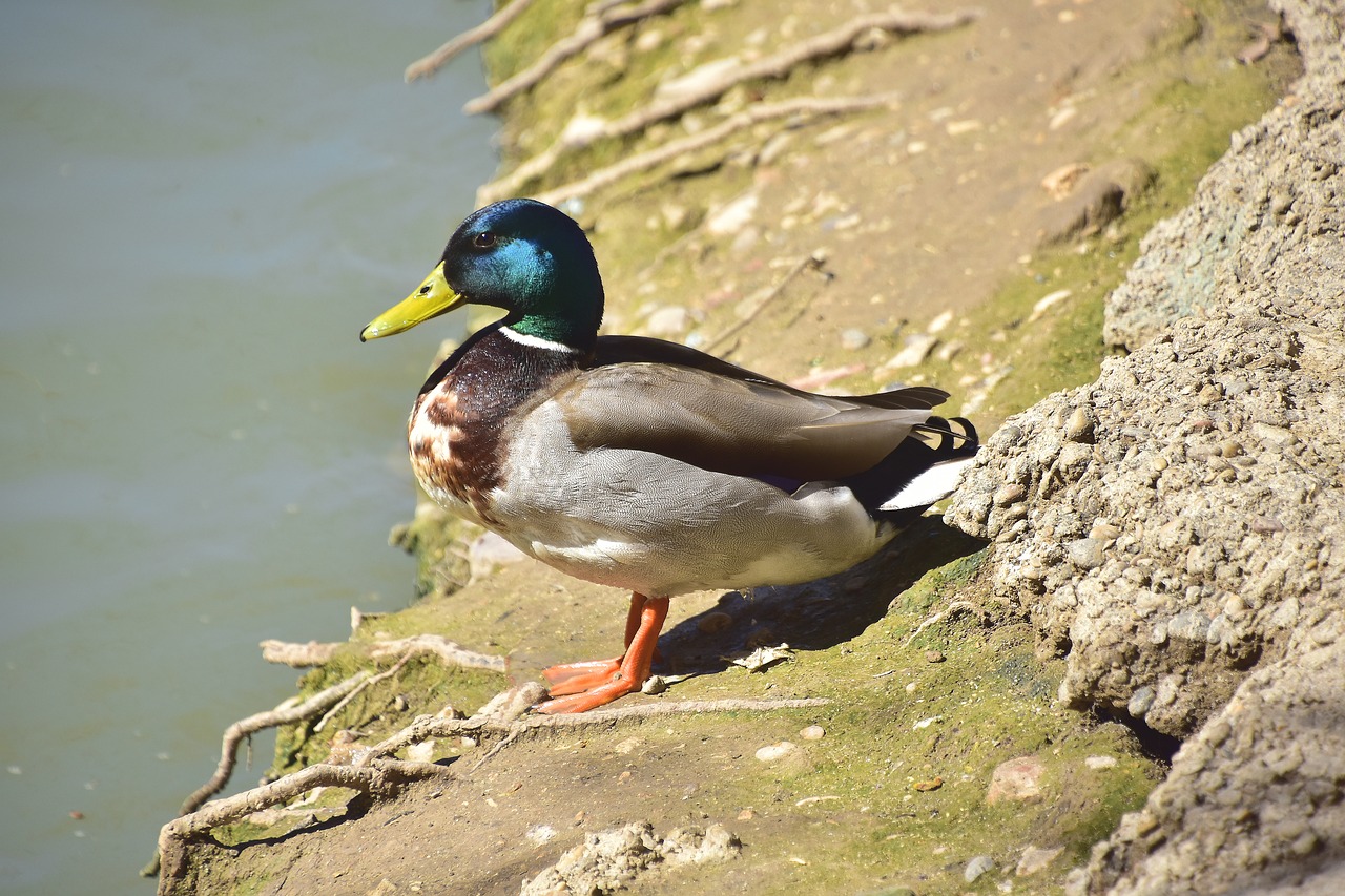 birds nature body of water free photo