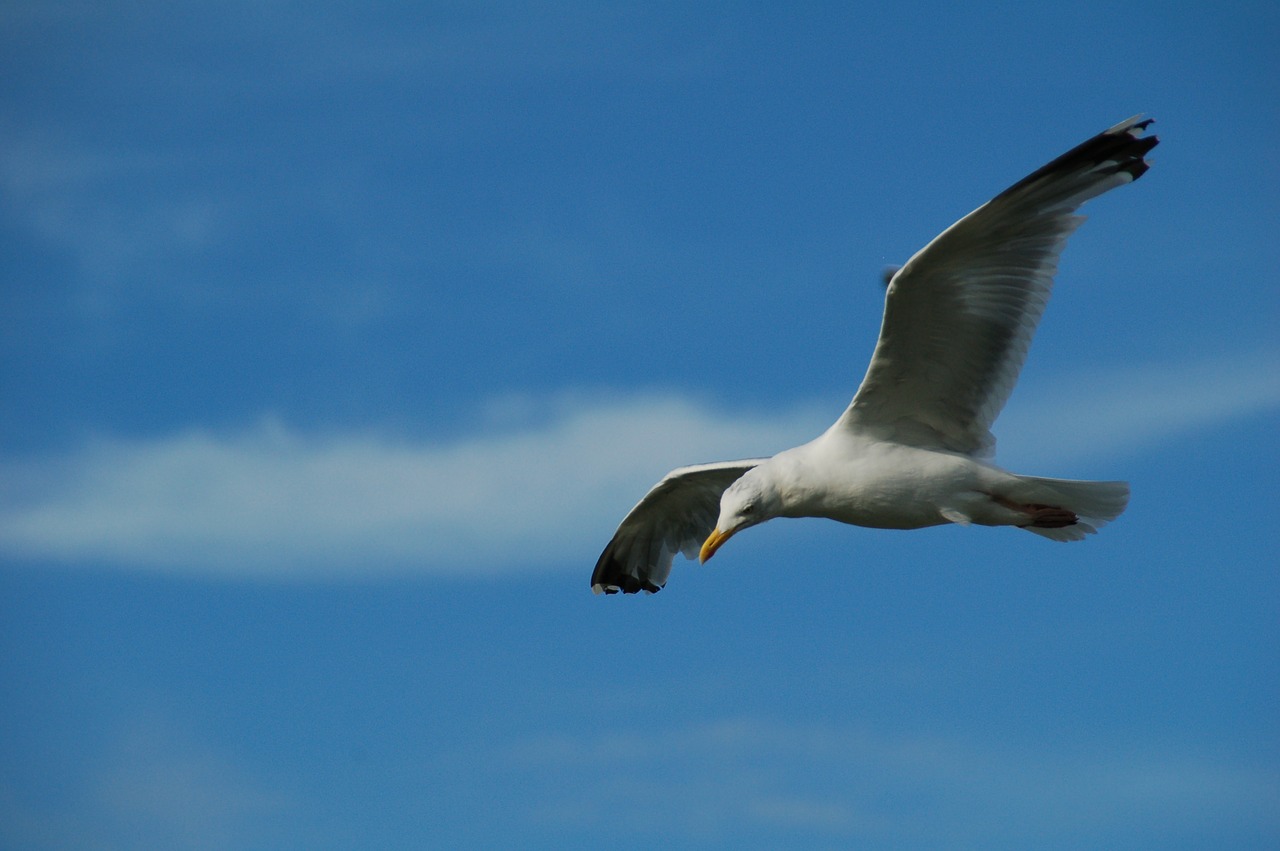 birds nature the dome of the sky free photo