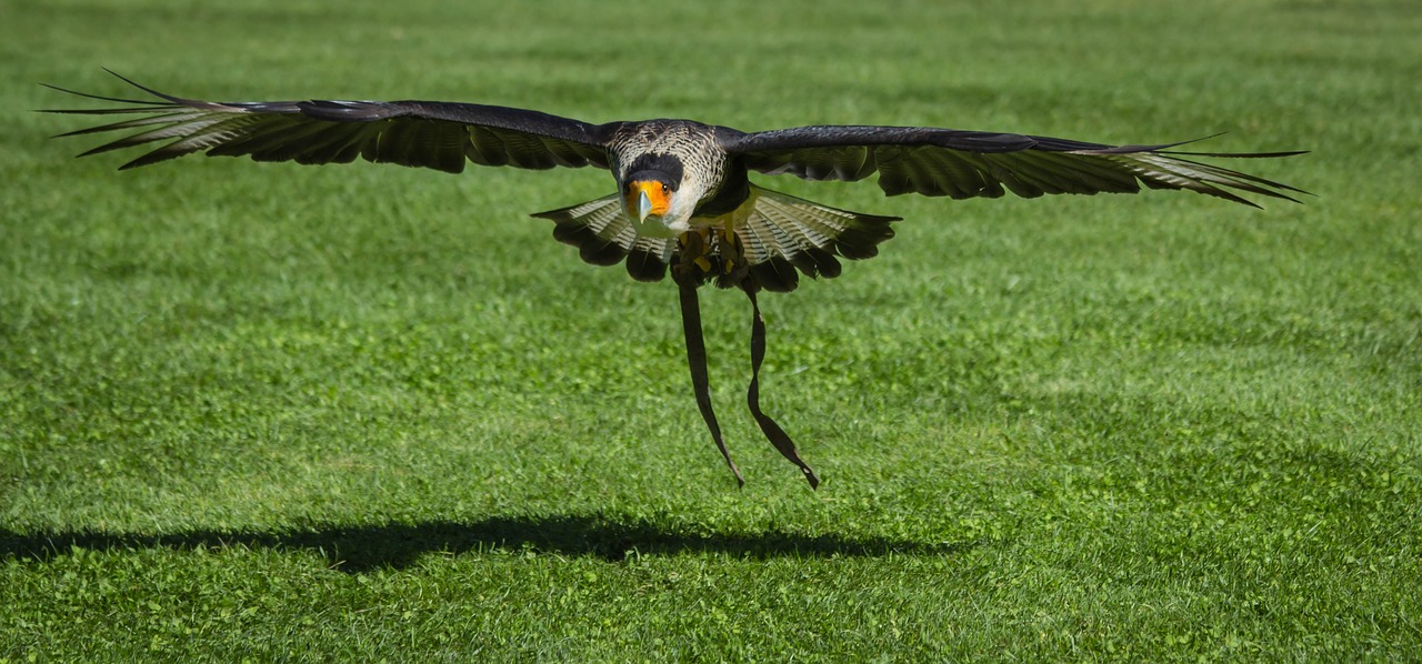 birds lawn nature free photo