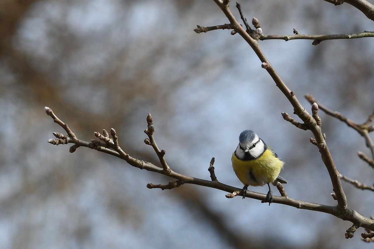 birds tree nature free photo