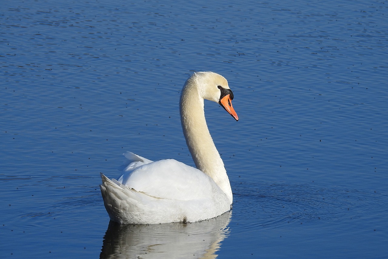 birds lake nature free photo