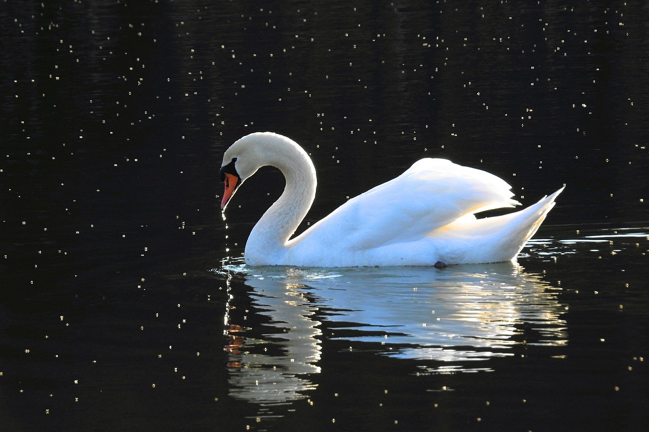 birds lake the wave is reflected free photo