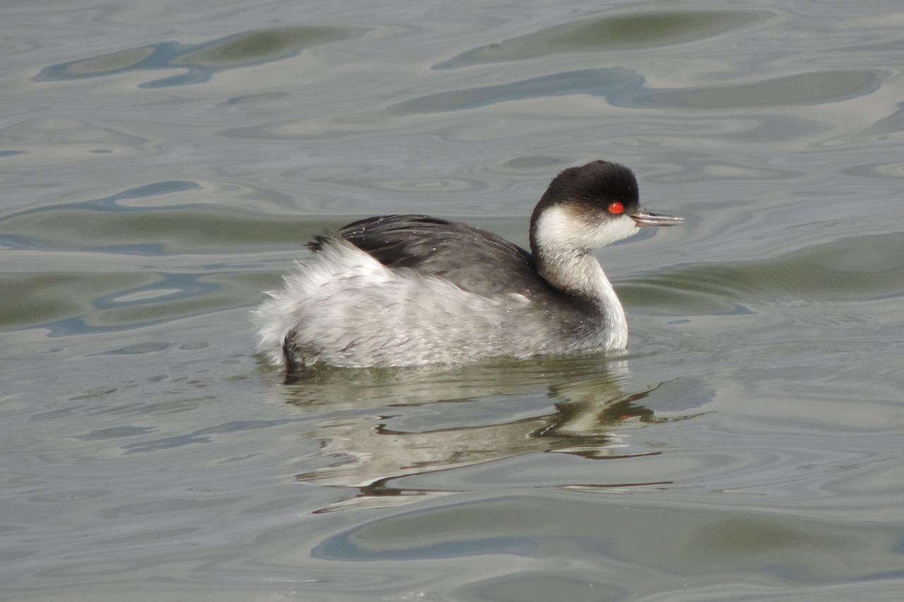 birds body of water wild life free photo