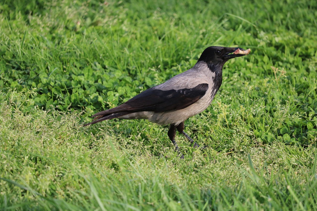 birds nature wildlife free photo