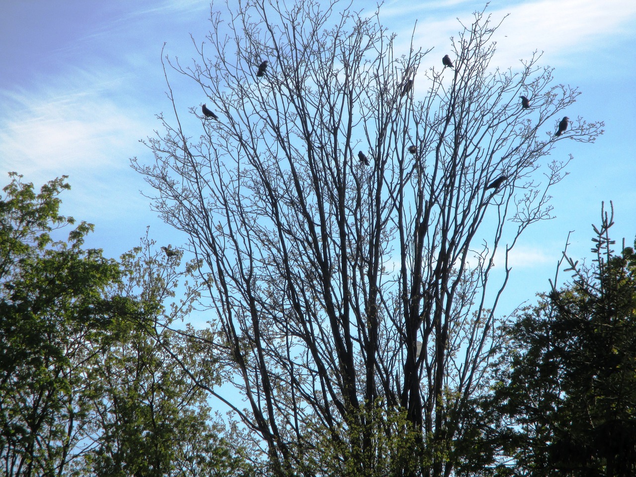 birds crow dig free photo