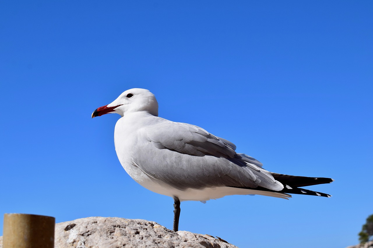 birds nature outdoors free photo