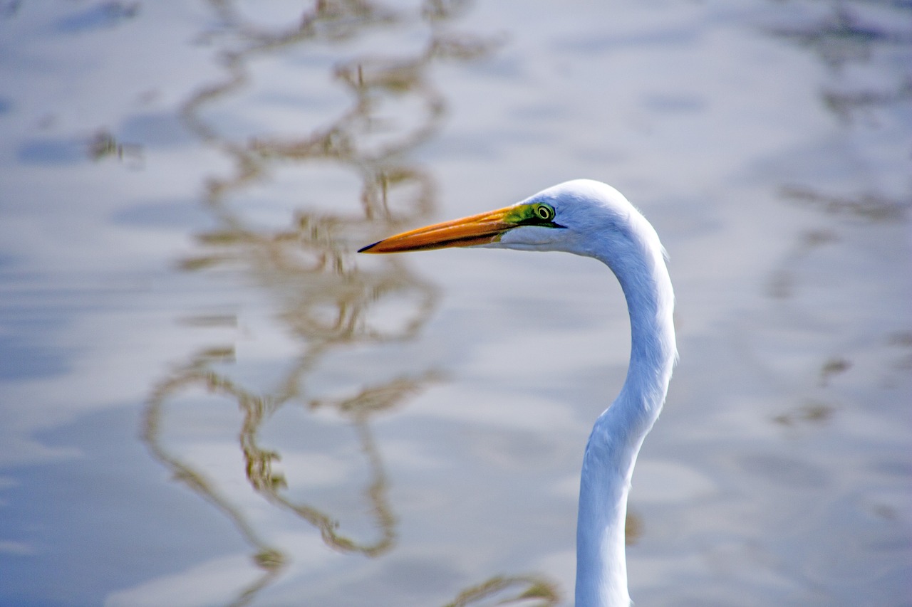 birds body of water nature free photo