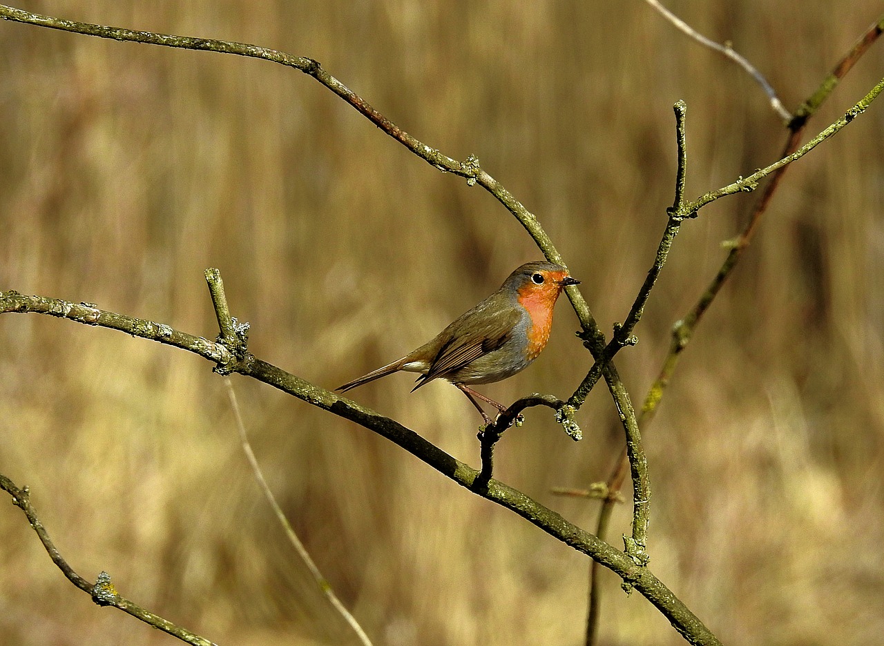 birds nature spring free photo