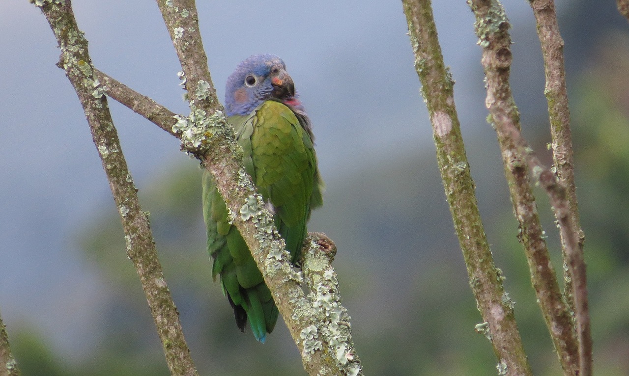 birds nature wild life free photo