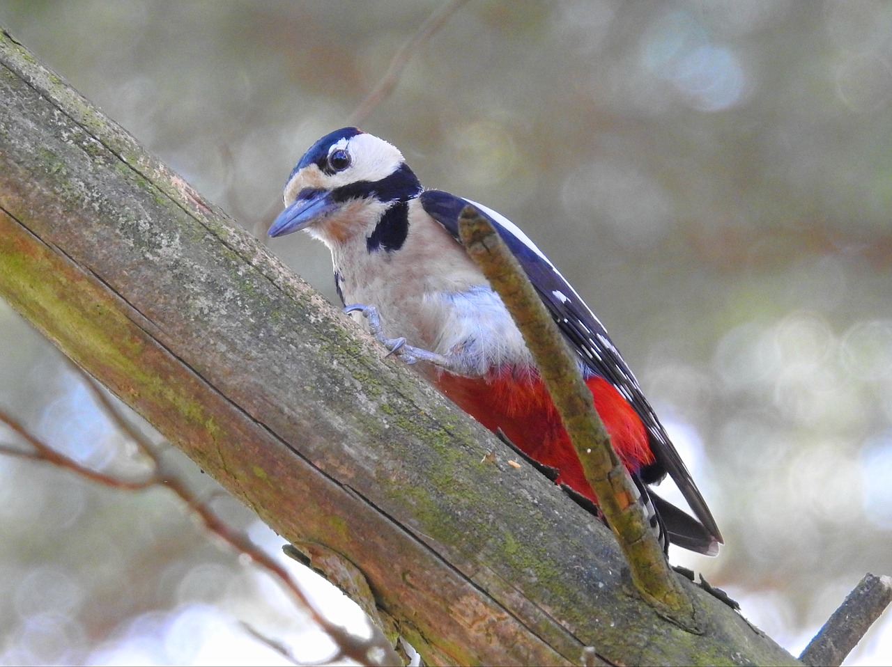 birds nature woodpecker free photo