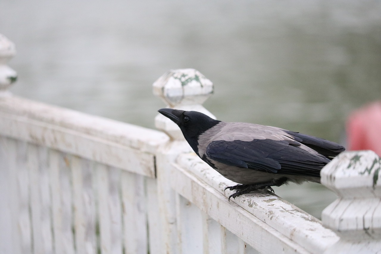 birds nature outdoor free photo