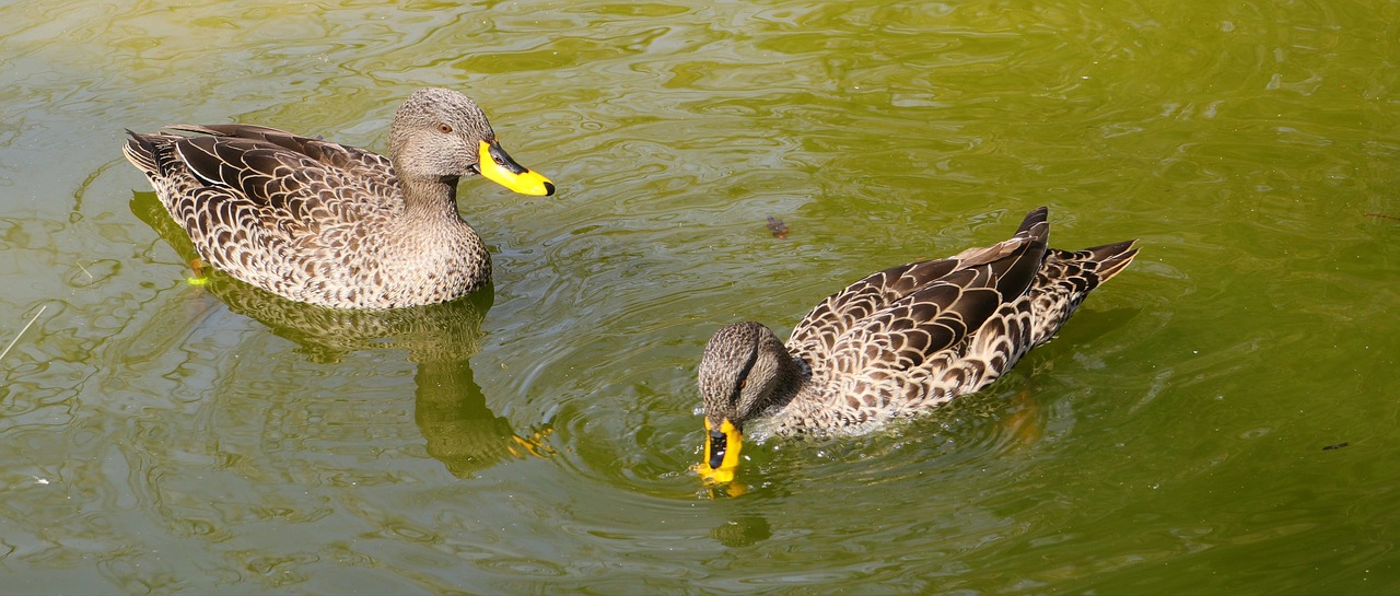 birds ducks nature free photo
