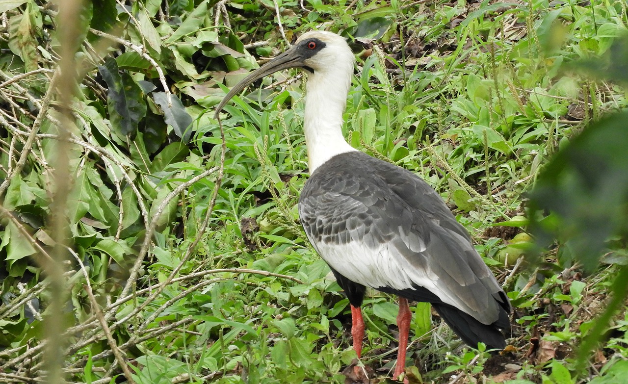 birds nature wild life free photo