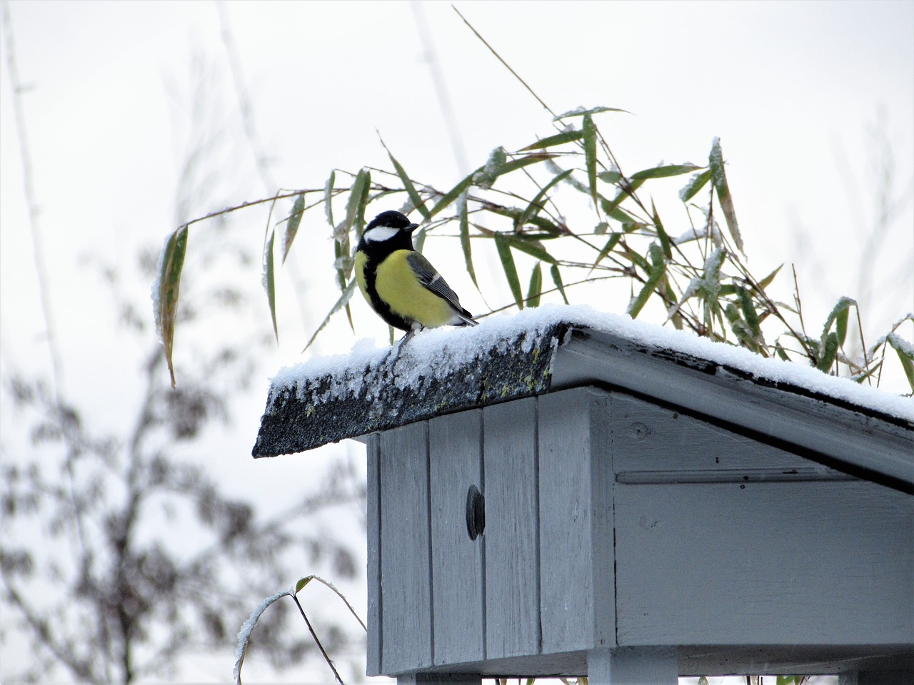 birds natural wildlife free photo