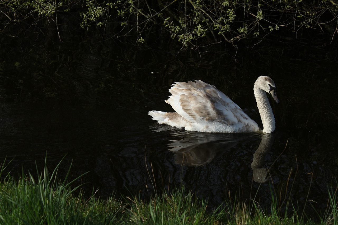 birds nature monolithic part of the waters free photo