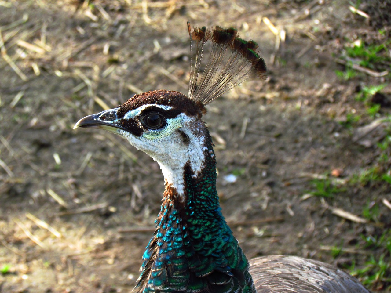 birds  pen  nature free photo