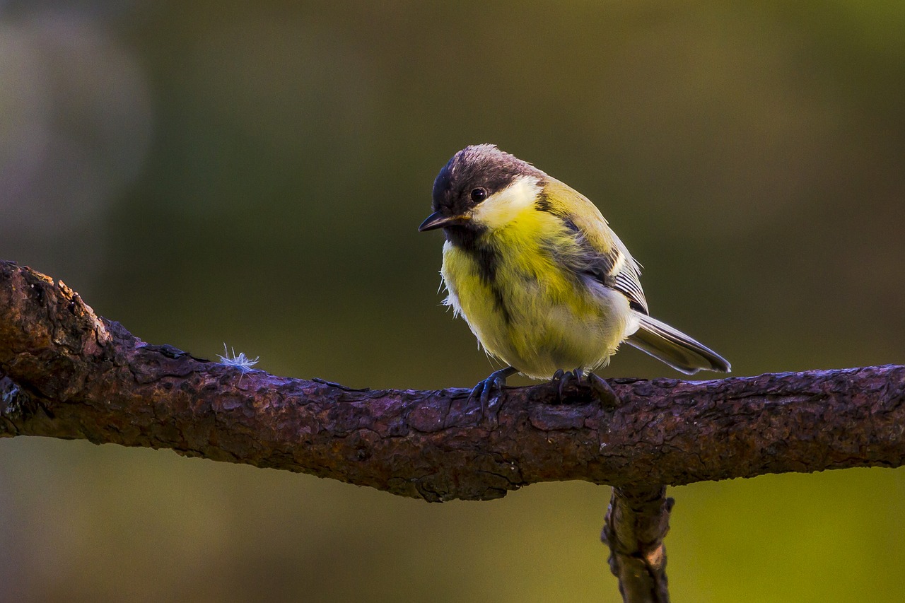 birds  wild  animals free photo