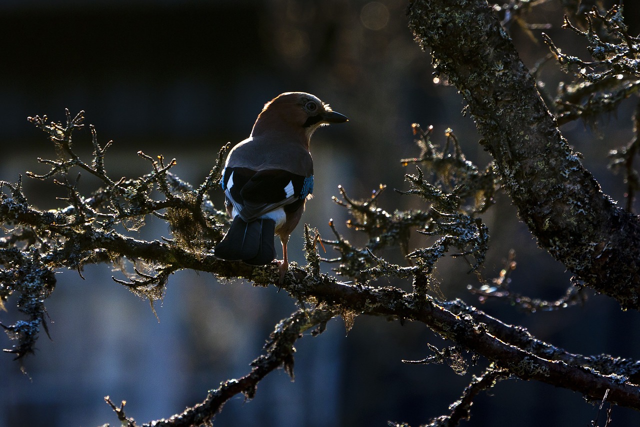 birds  the nature of the  wild free photo