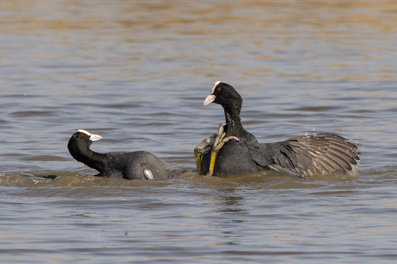 birds  wildlife  body of water free photo